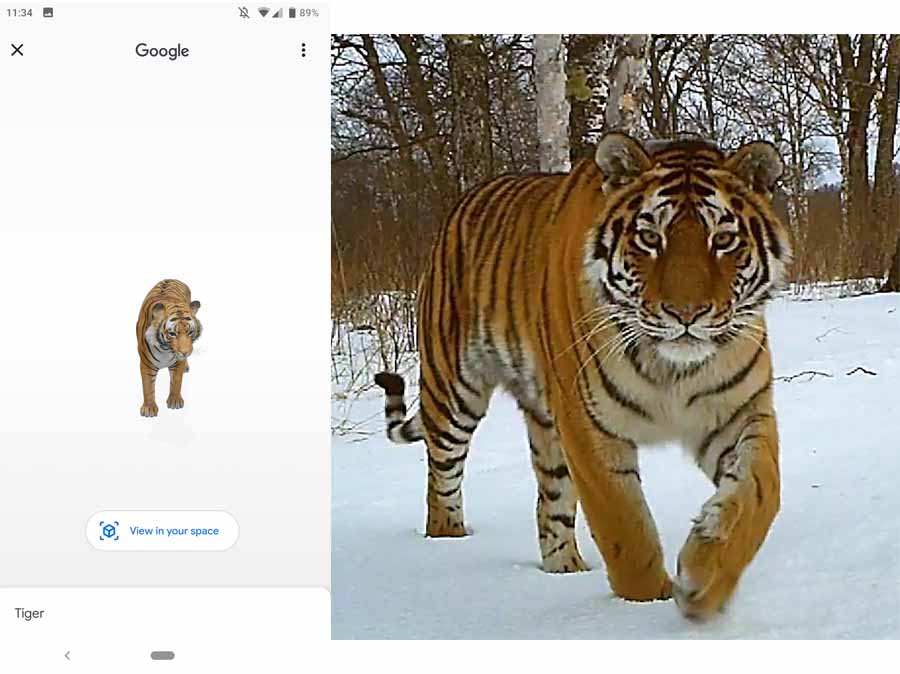Tiger View in 3D Google - How to View Animals in 3D on Google 