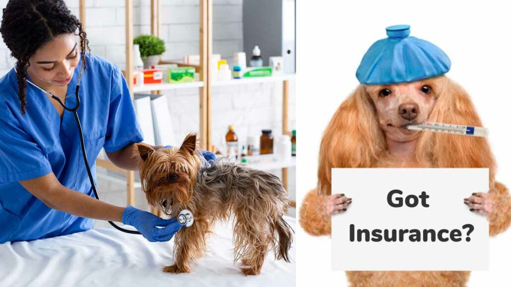 Best Dog Insurance in USA