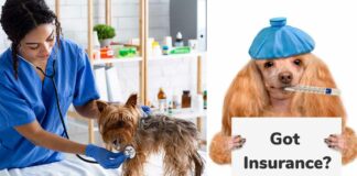 Best Dog Insurance in USA